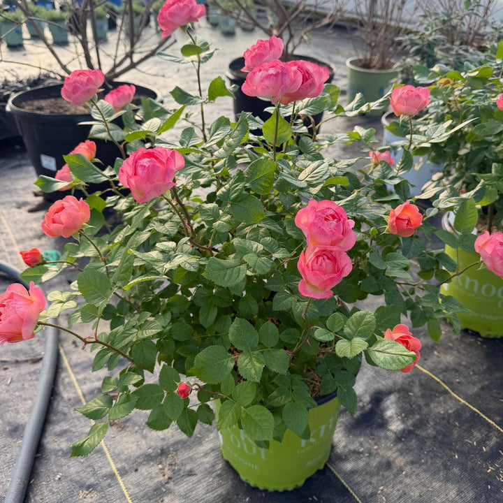 Orange Glow Knock Out® Rose |Spotswood Greenery