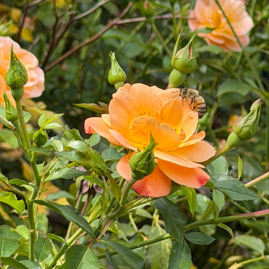 Amber Carpet Rose blooms |Spotswood Greenery
