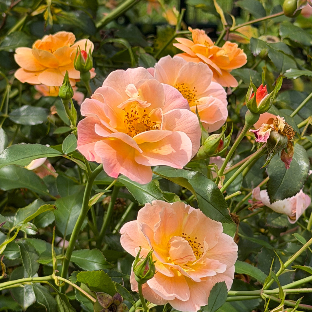 Amber Carpet Rose blooms |Spotswood Greenery