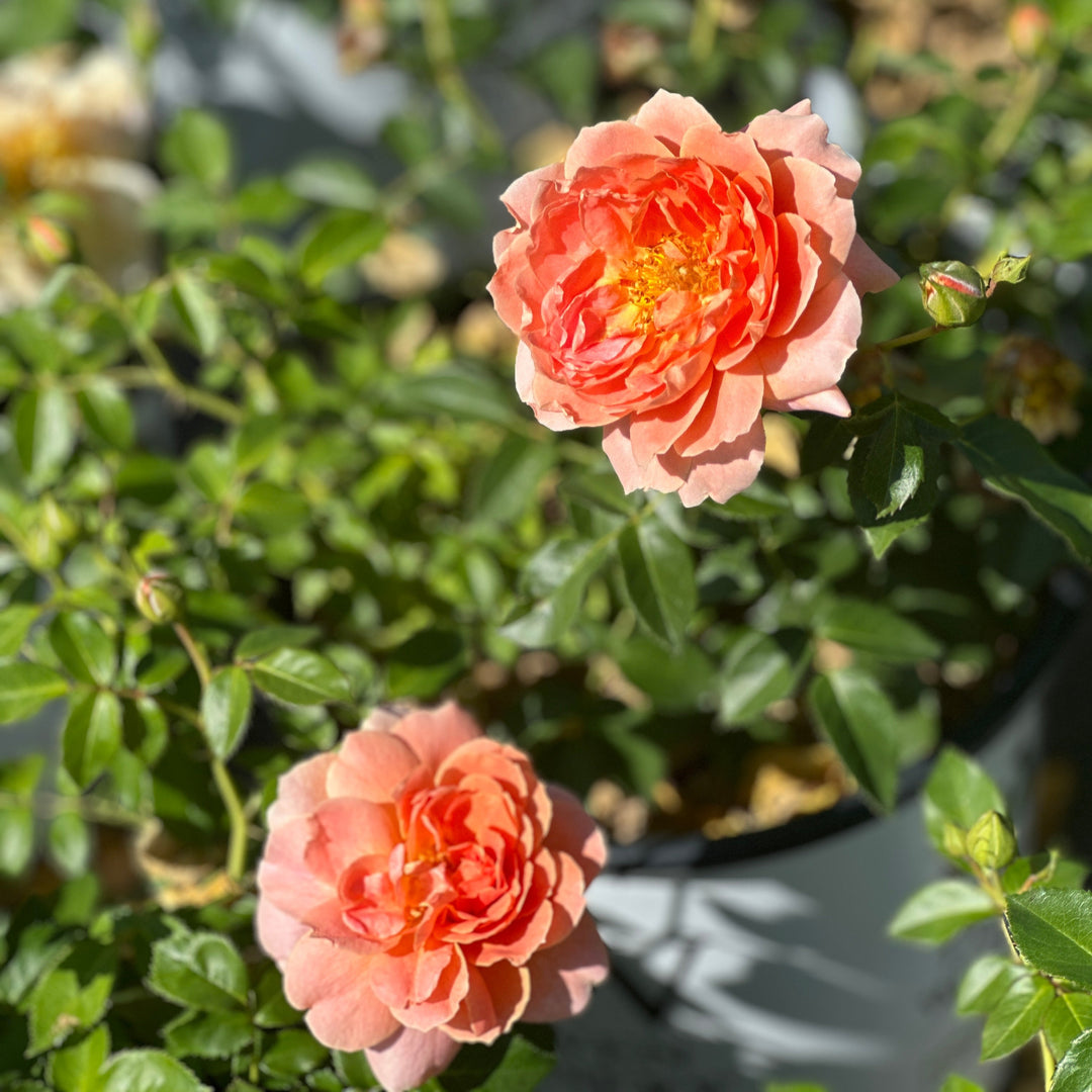 At Last® Rose