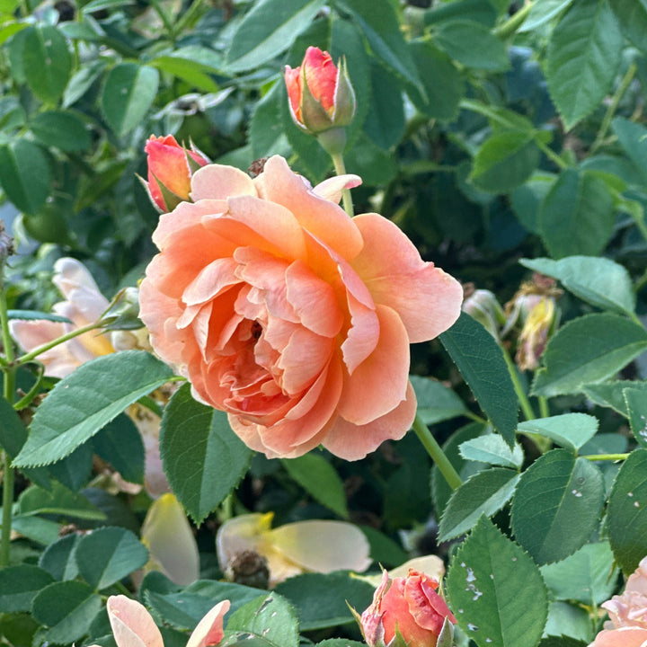 At Last® Rose