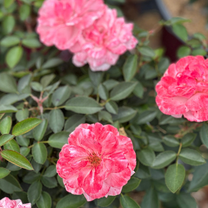 Calypso Shrub Rose