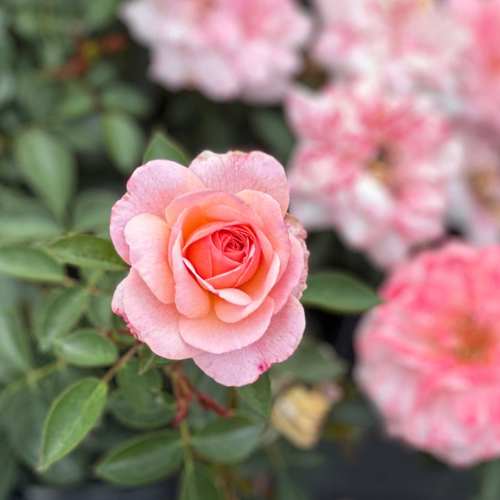 Calypso Shrub Rose