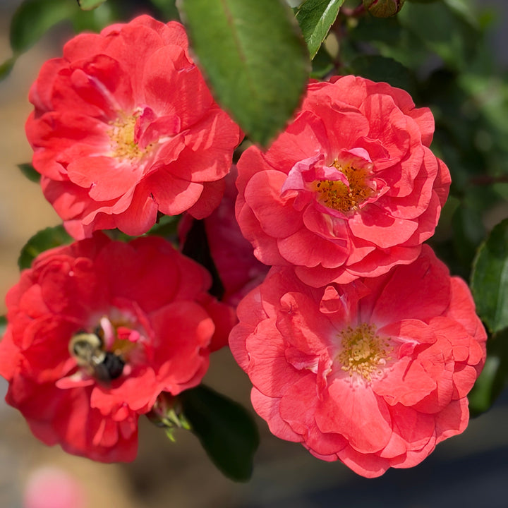 Drift coral rose in flower |Spotswood Greenery