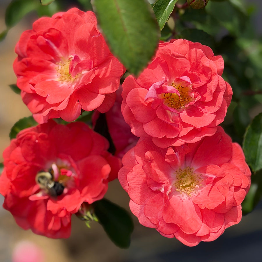 Drift coral rose in flower |Spotswood Greenery