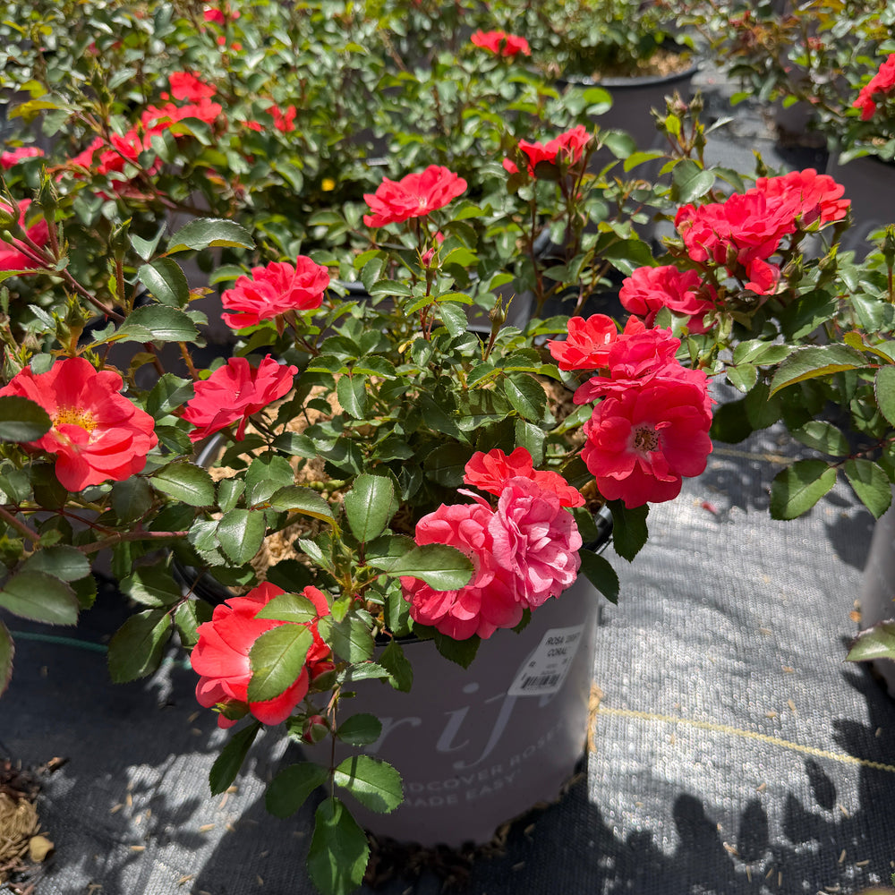 Drift coral rose in flower |Spotswood Greenery