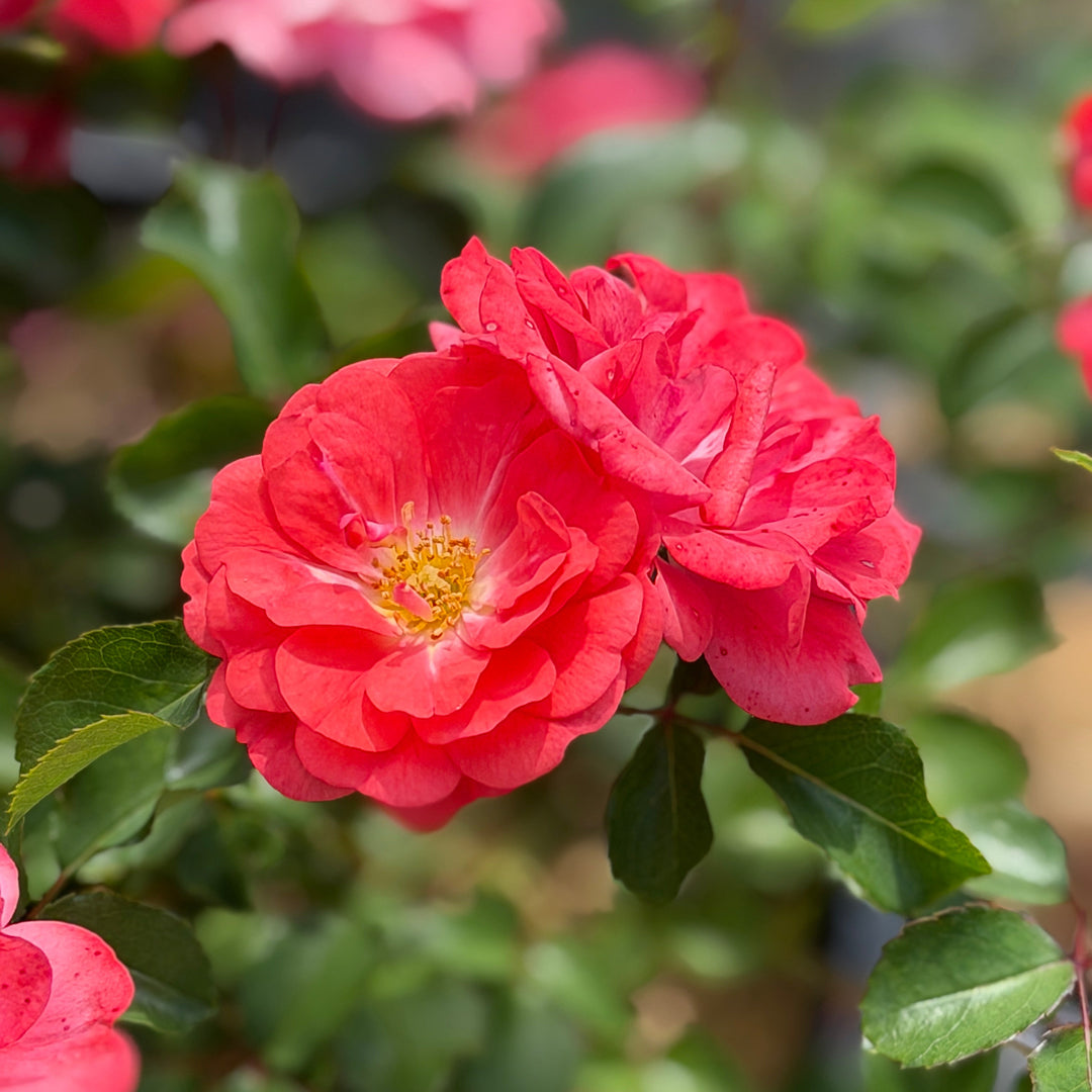 Drift coral rose in flower |Spotswood Greenery