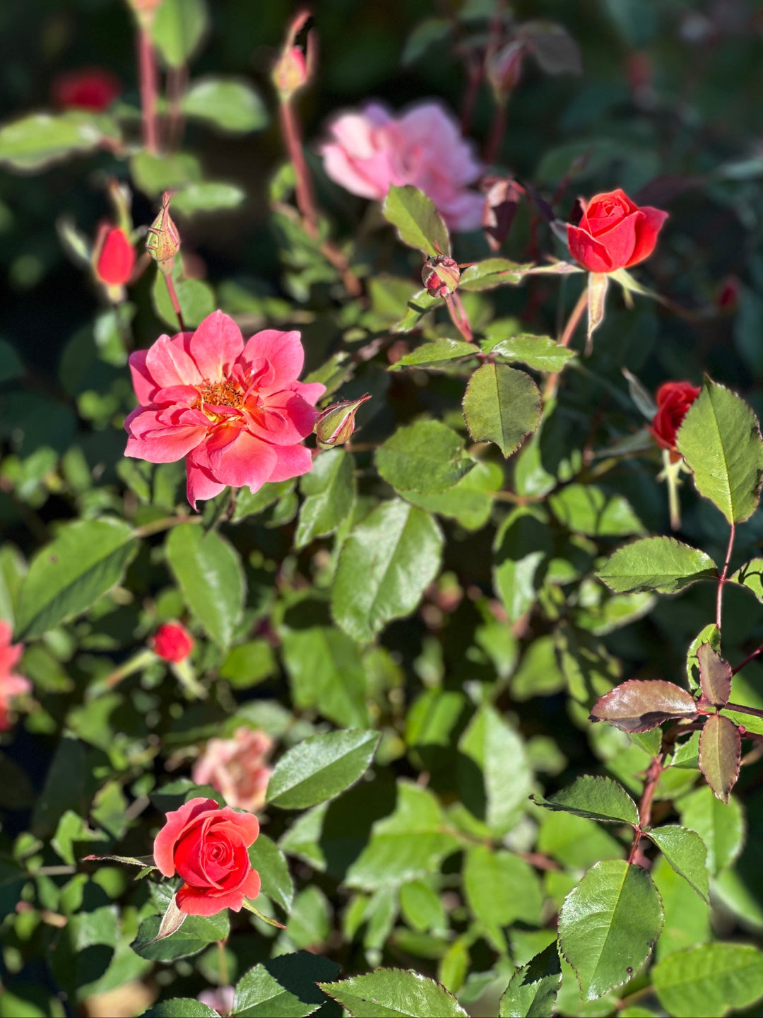 Coral Knock Out® Rose