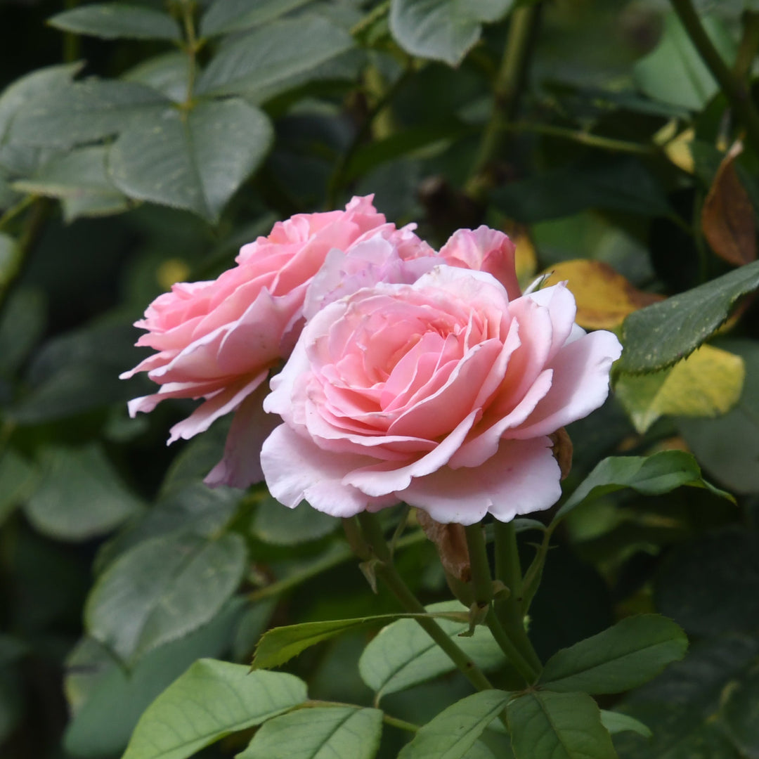 James Galway Rose blossoms |Spotswood Greenery