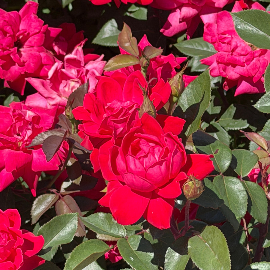 double knockout rose in bloom |Spotswood Greenery