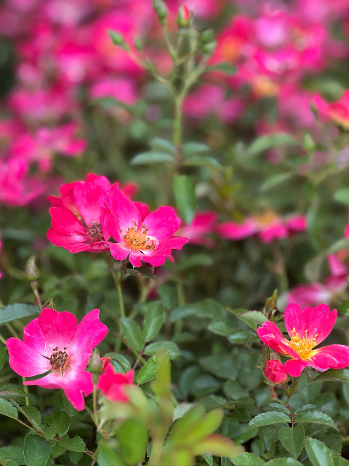 Pink Drift® Rose