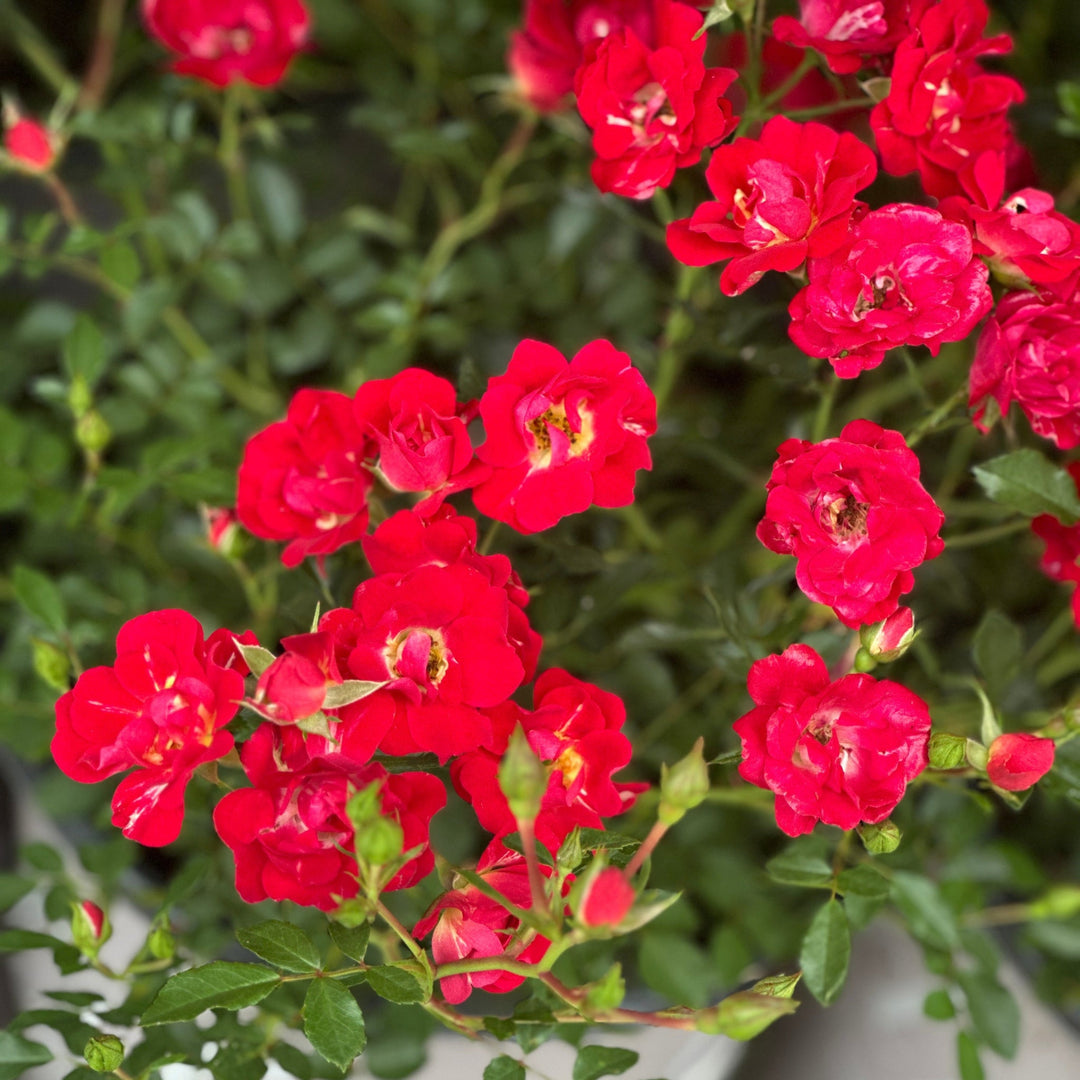 Red Drift® Rose