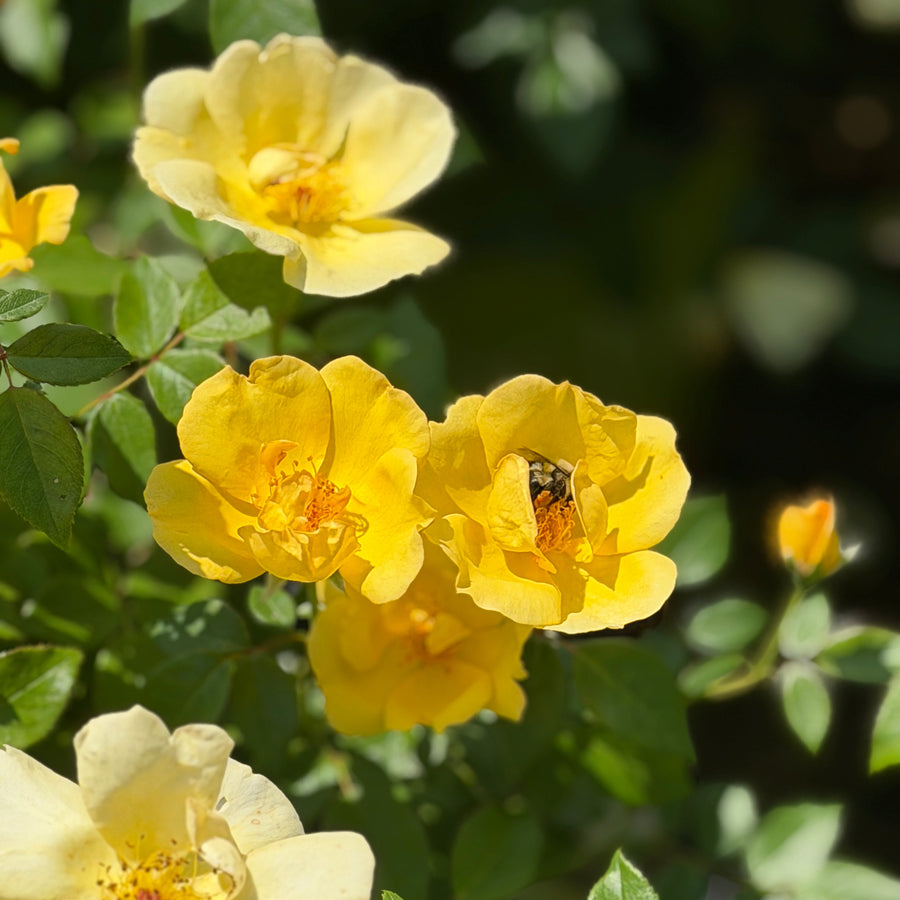 Easy Beezy knock out rose |Spotswood Greenery