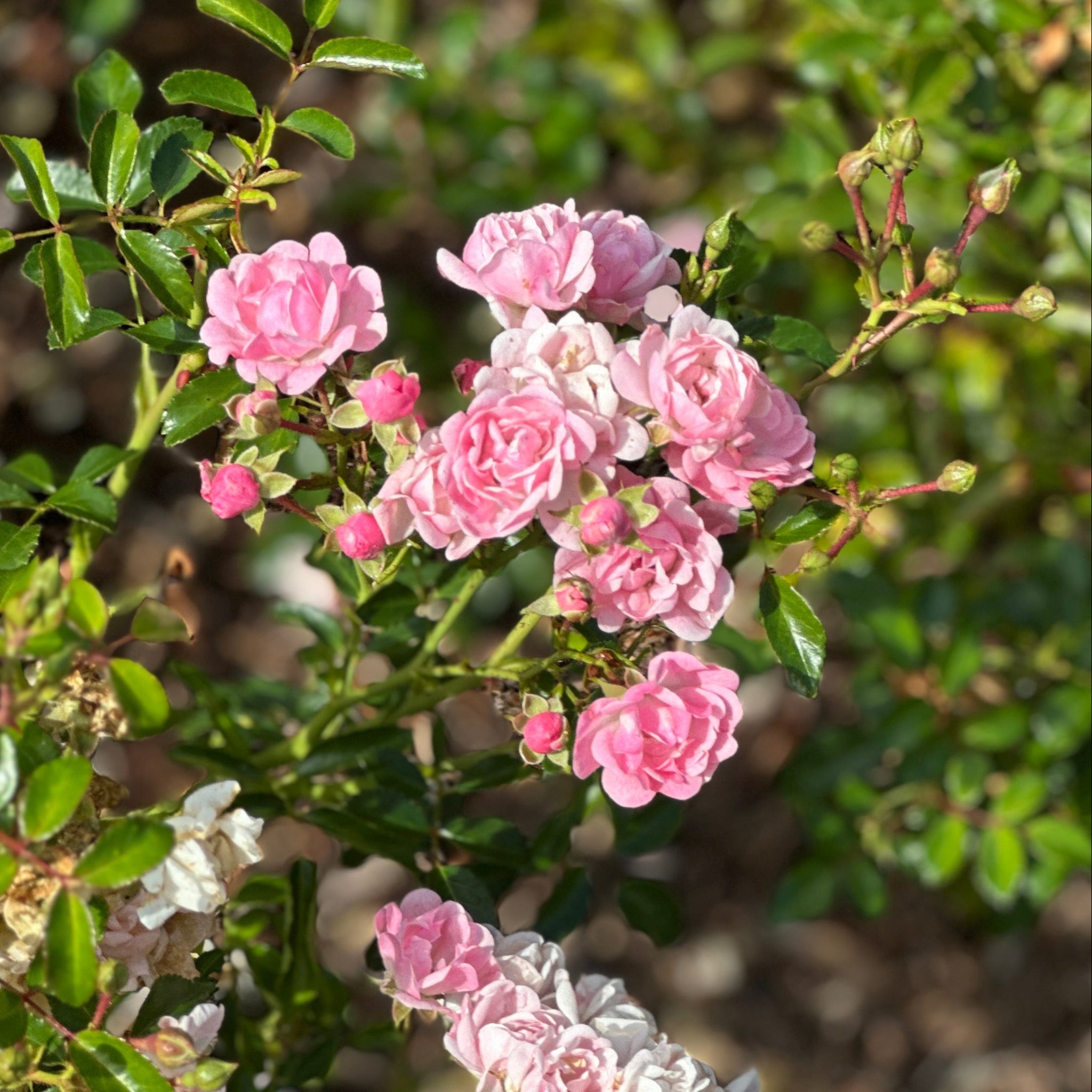 Roses