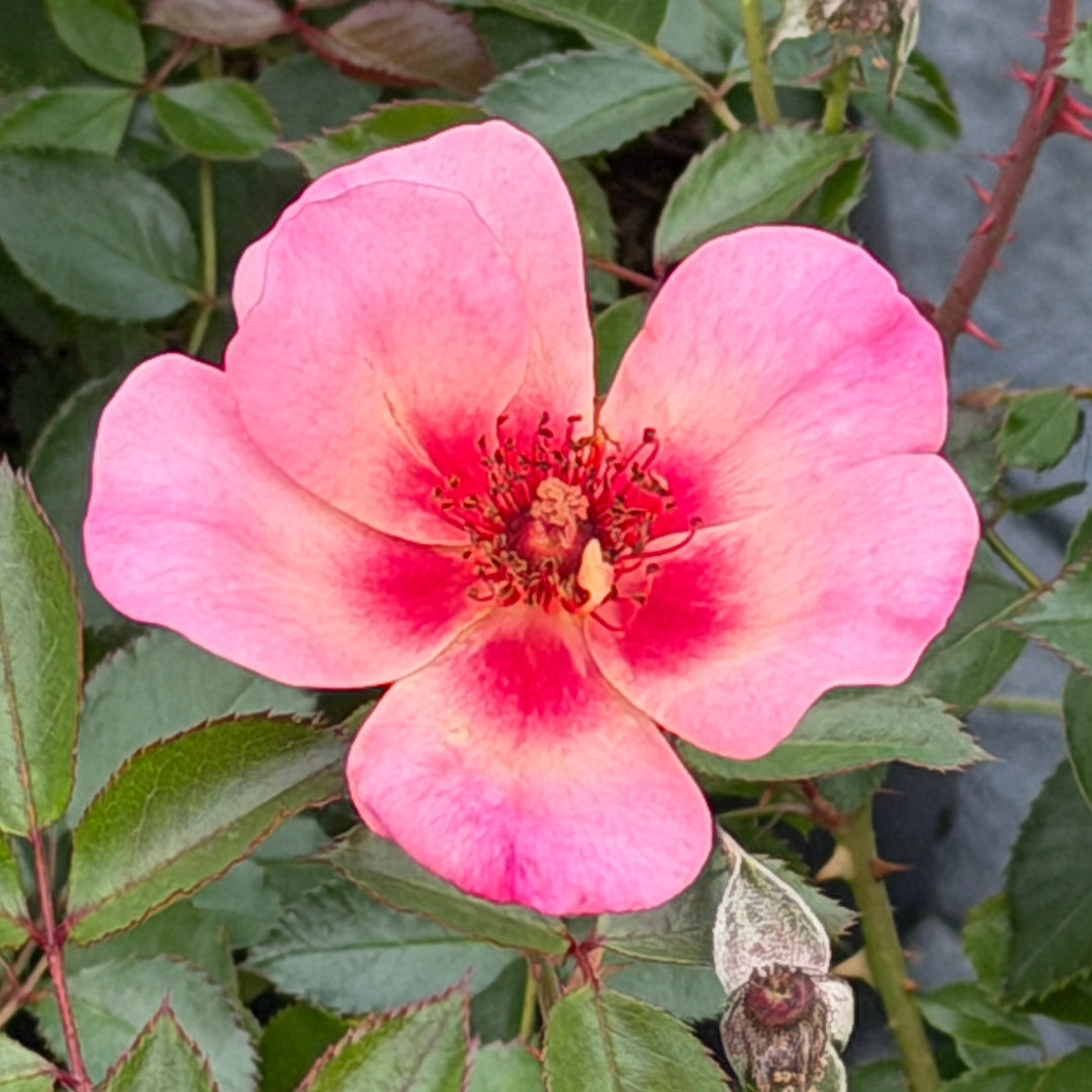 A single pink rose bloom with a deep red center |Spotswood Greenery