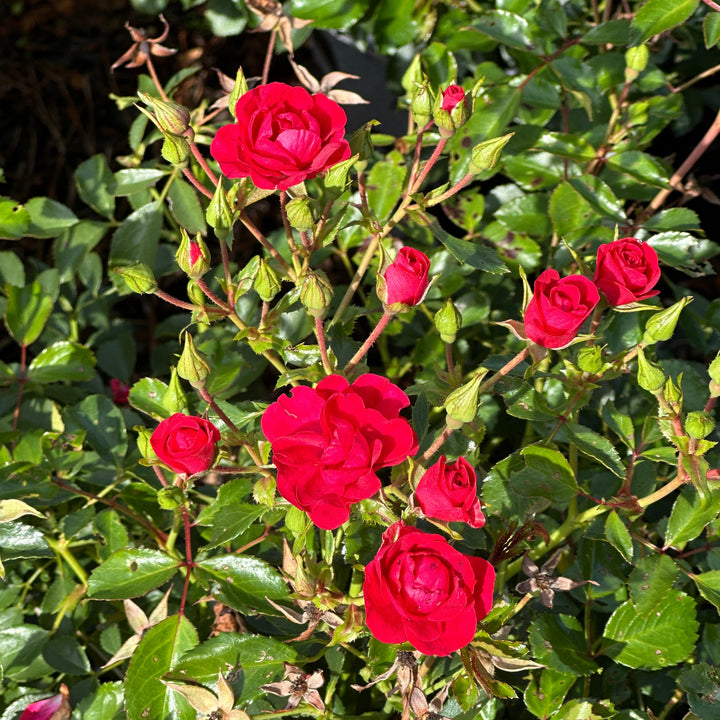 Mini Cherry Rose |Spotswood Greenery