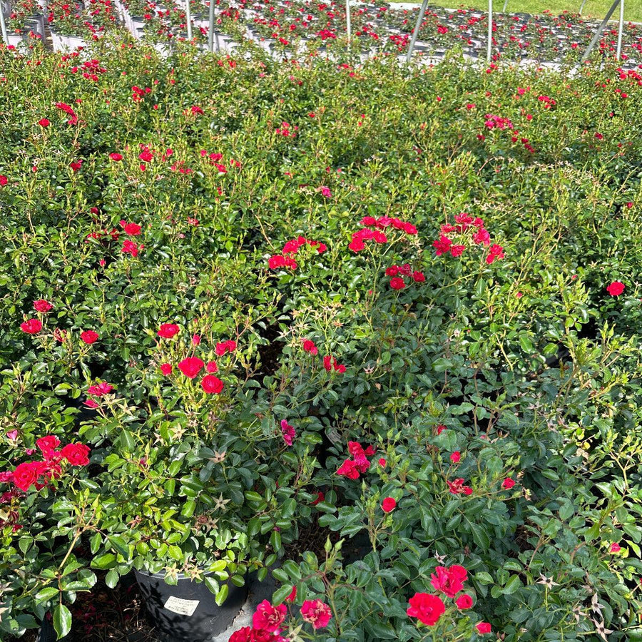 Mini Cherry Rose |Spotswood Greenery