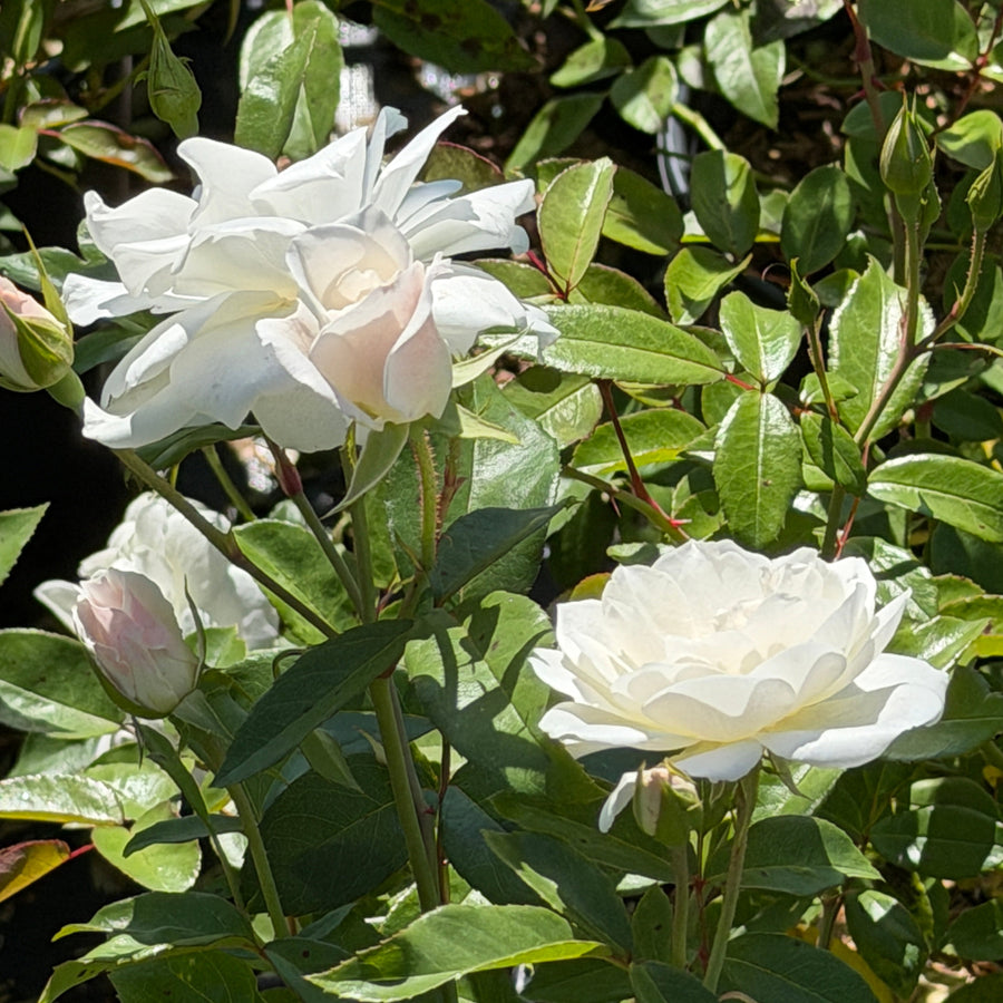 Iceberg rose |Spotswood Greenery