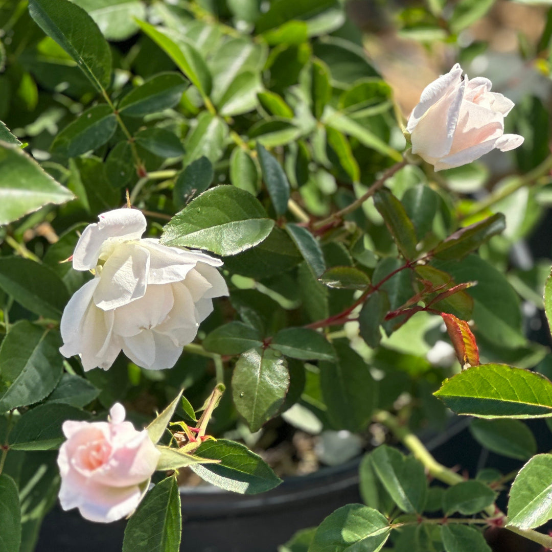 Iceberg Floribunda Rose