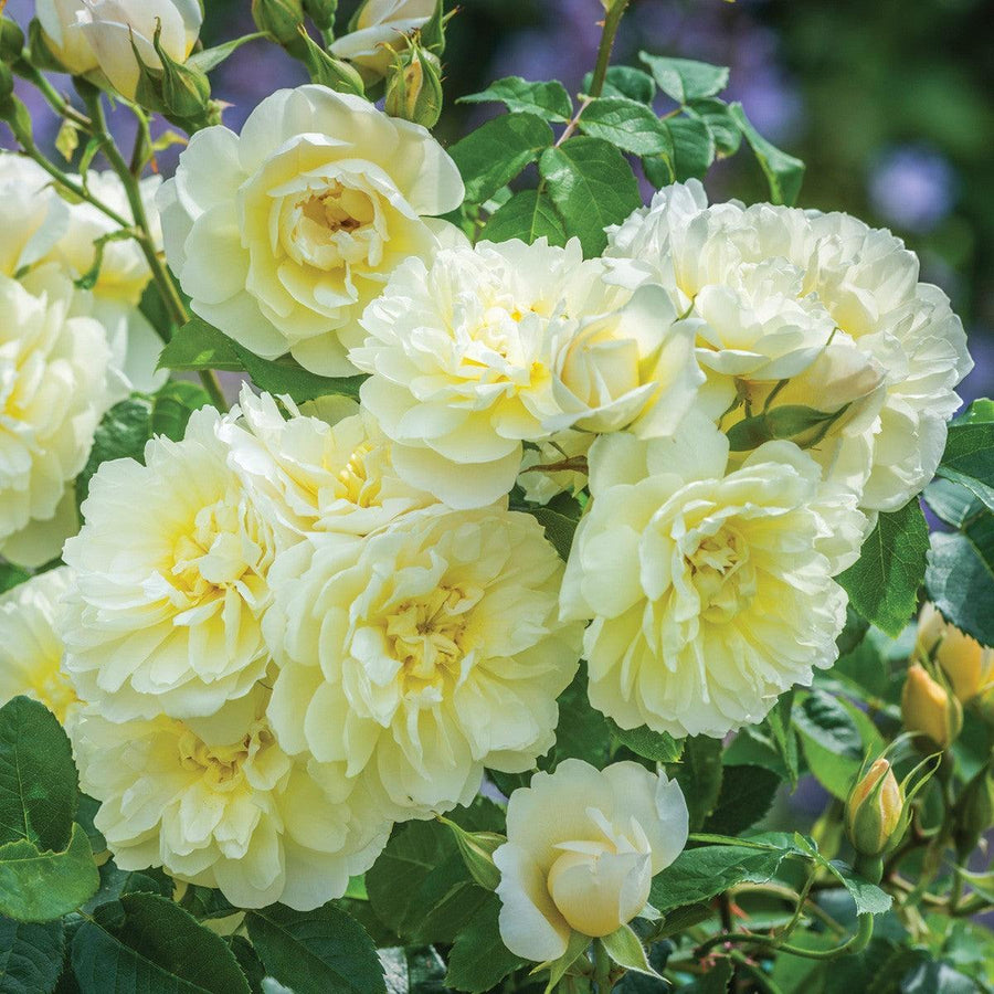 Imogen Rose |David Austin® Roses