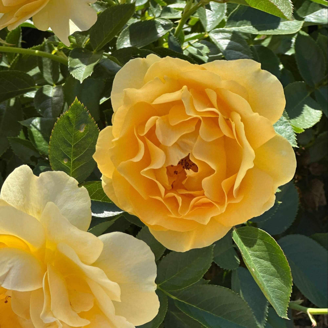 Julia Child® Floribunda Rose