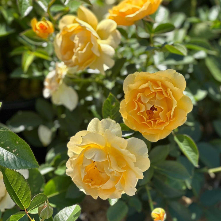 Julia Child® Floribunda Rose