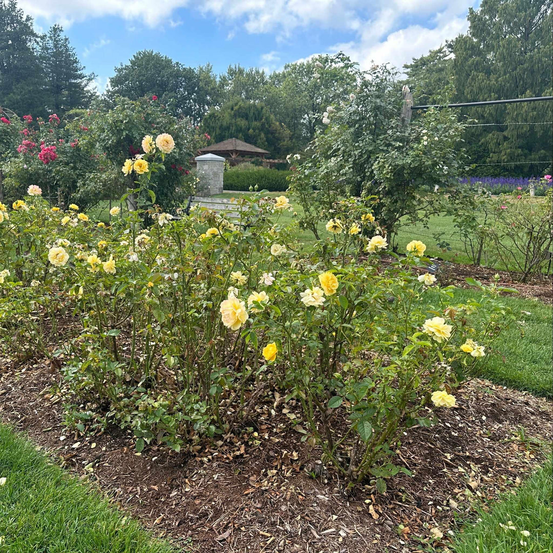 Julia Child® Floribunda Rose