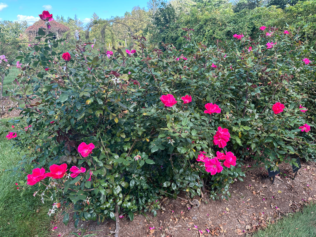 Knock Out® Rose