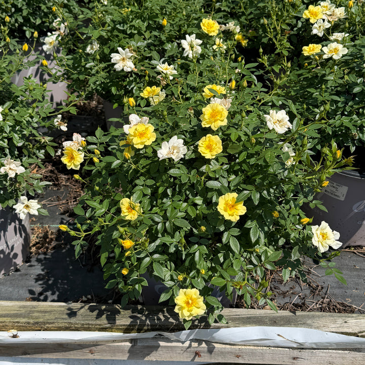 Lemon Drift rose in flower|Spotswood Greenery