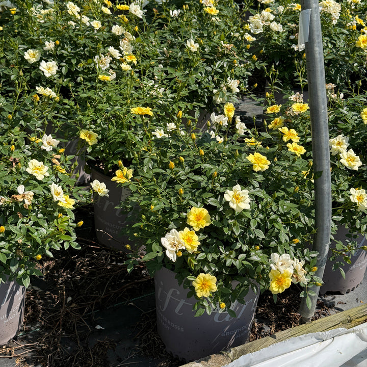 Lemon Drift rose in flower|Spotswood Greenery