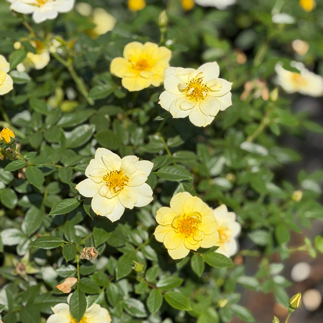 Lemon Drift® rose