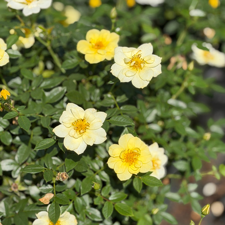 Lemon Drift® rose