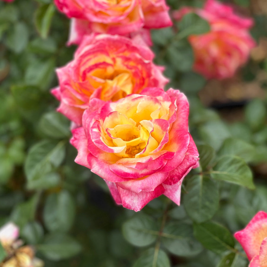 Close-up of pink and yellow roses with green leaves in a garden setting. |Spotswood Greenery