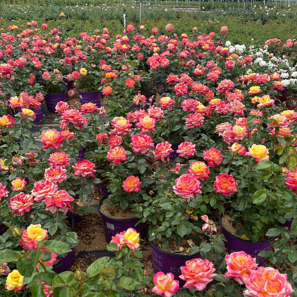 A large field of potted rose plants in a nursery or greenhouse, with many blooms in pink, coral, orange, and yellow tones against green foliage. |Spotswood Greenery