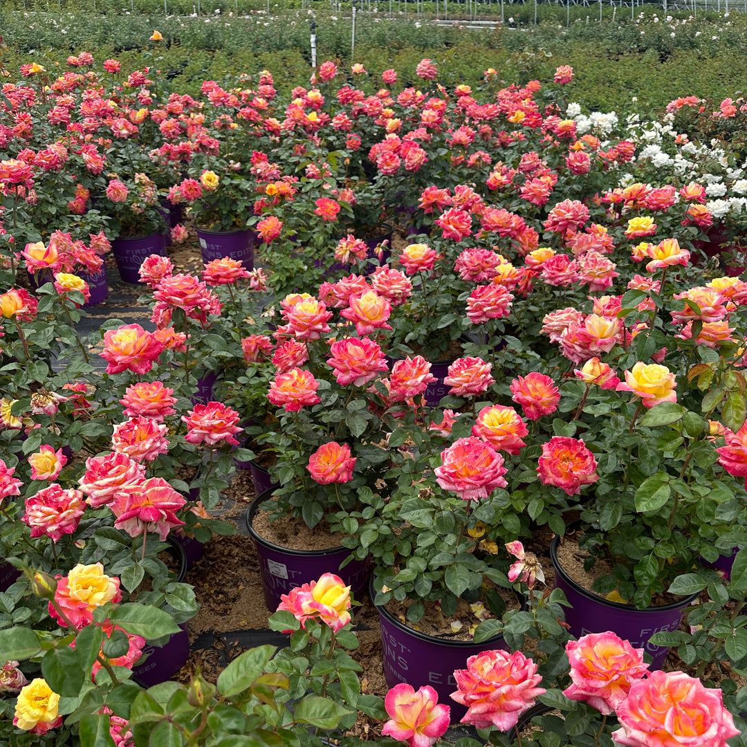 A large field of potted rose plants in a nursery or greenhouse, with many blooms in pink, coral, orange, and yellow tones against green foliage. |Spotswood Greenery