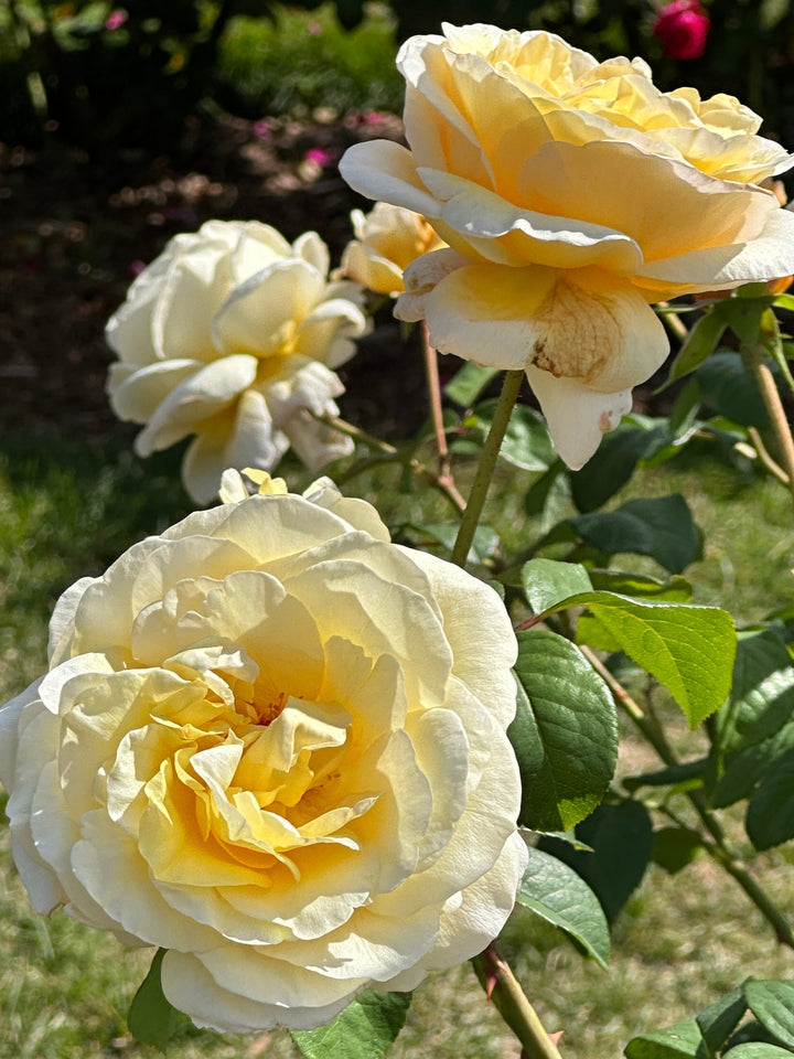 Moonlight Romantica® Hybrid Tea Rose
