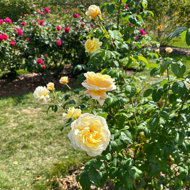 Moonlight Romantica® Hybrid Tea Rose