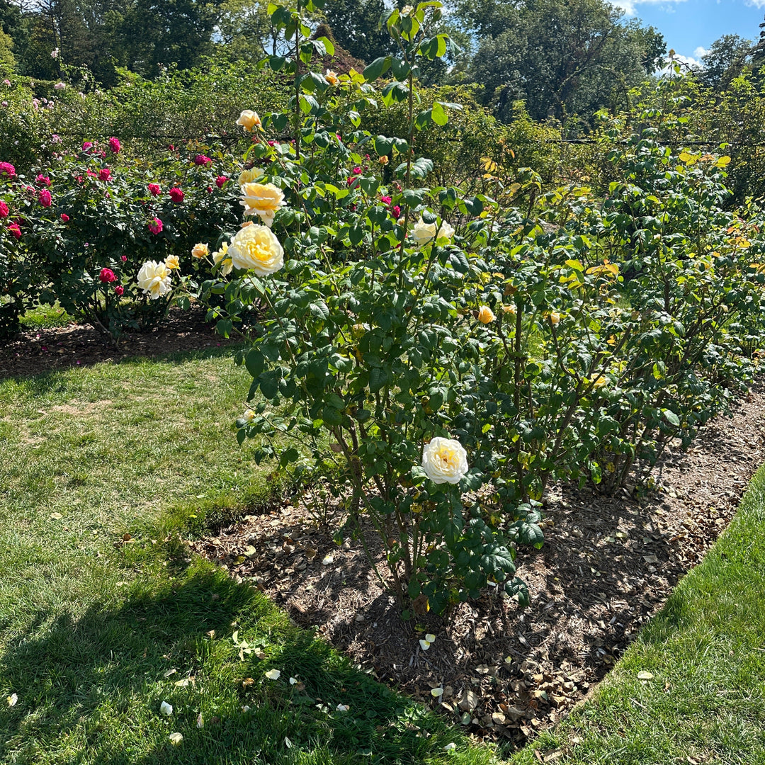 Moonlight Romantica® Hybrid Tea Rose
