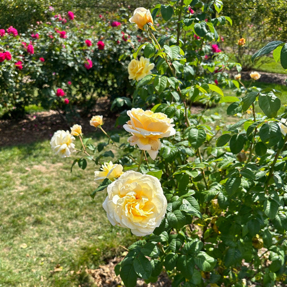 Moonlight Romantica® Hybrid Tea Rose |Spotswood Greenery