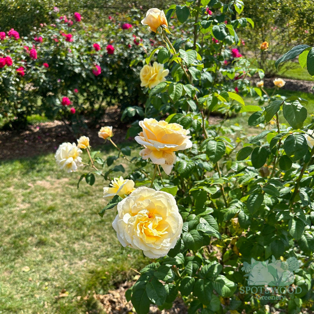 Moonlight Romantica® Hybrid Tea Rose |Spotswood Greenery