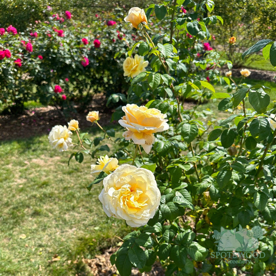 Moonlight Romantica® Hybrid Tea Rose |Spotswood Greenery