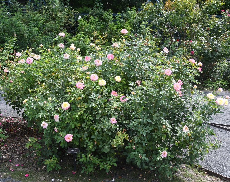 Music Box Shrub Rose |Spotswood Greenery