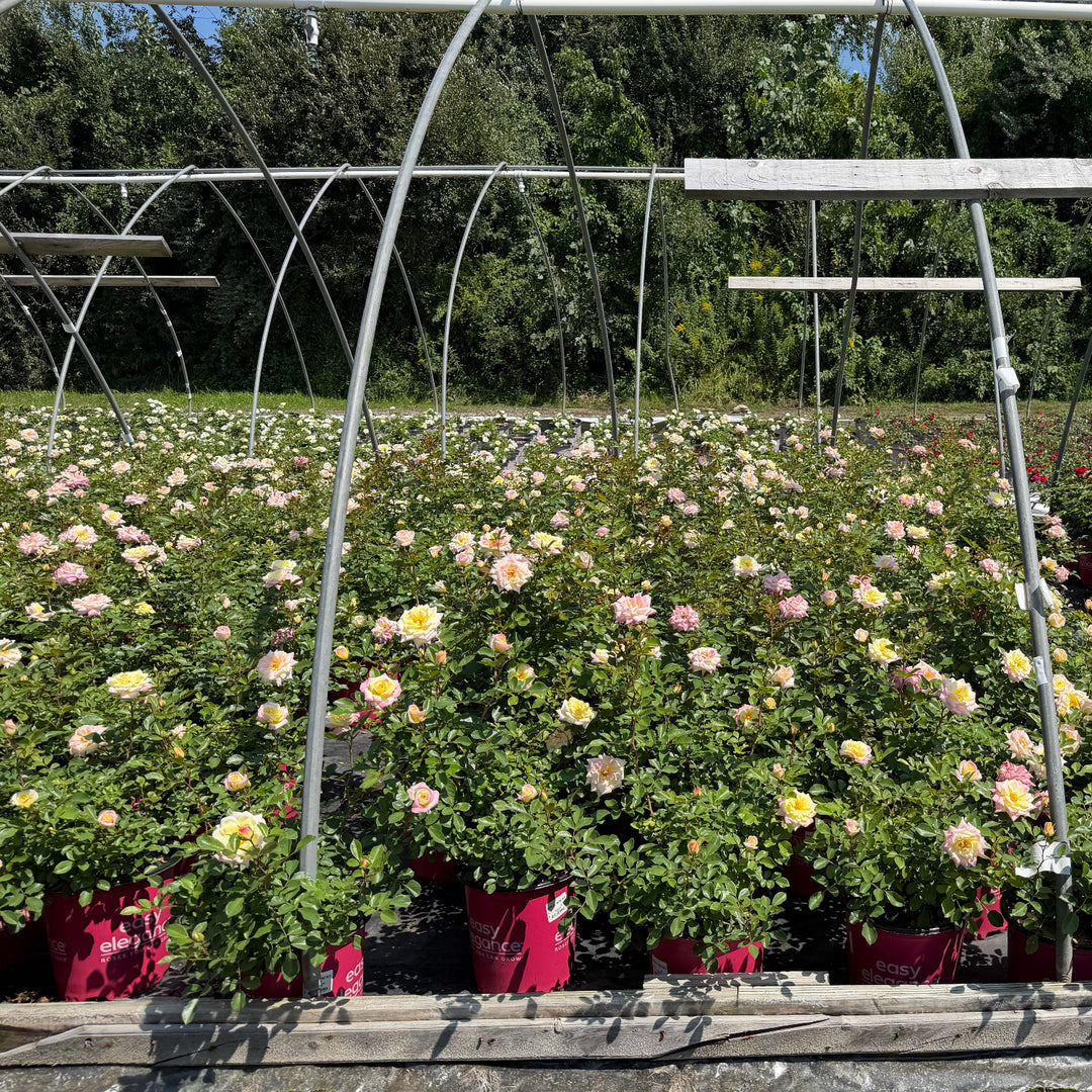 Music Box Shrub Rose |Spotswood Greenery