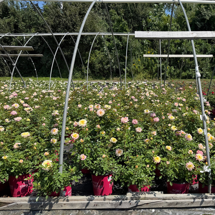 Music Box Shrub Rose |Spotswood Greenery