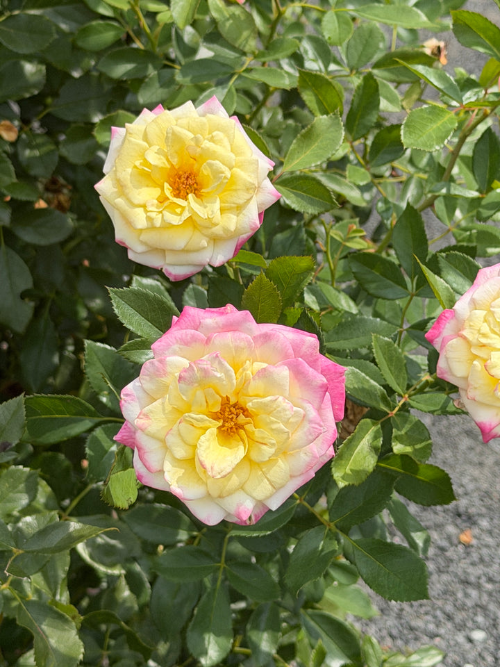 Music Box Shrub Rose