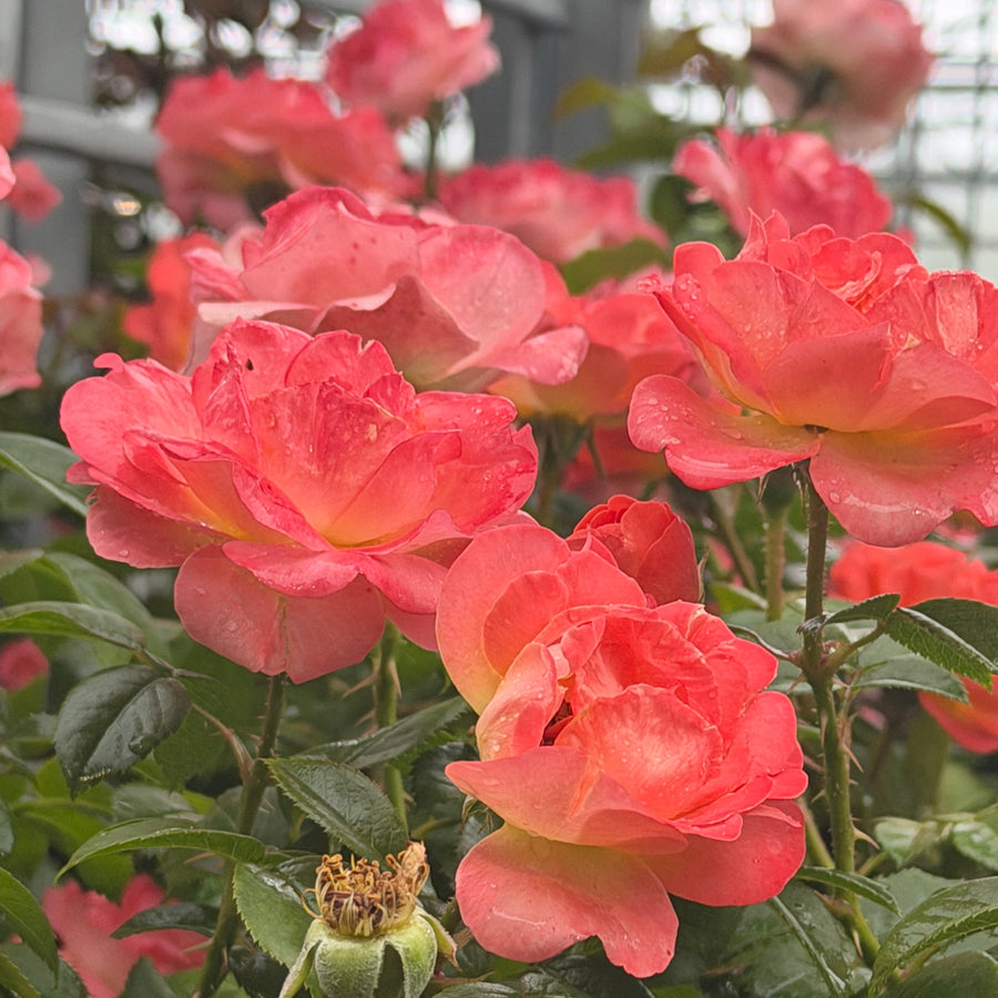 Orange Glow Knock Out® Rose |Spotswood Greenery