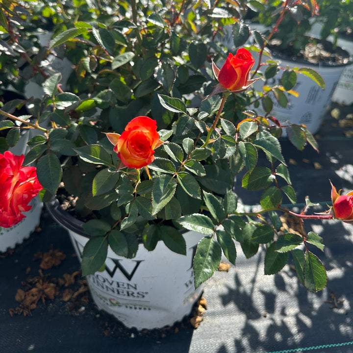 Oso Easy En Fuego Rose|Spotswood Greenery