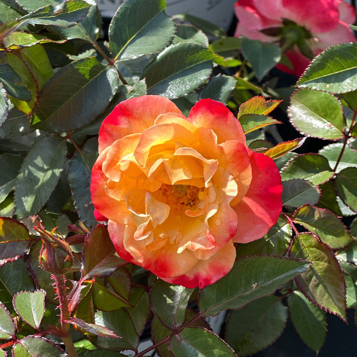 Oso Easy En Fuego Rose|Spotswood Greenery