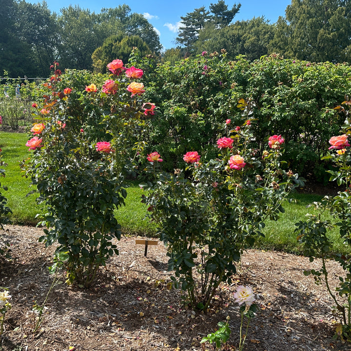 Peace Hybrid Tea Rose