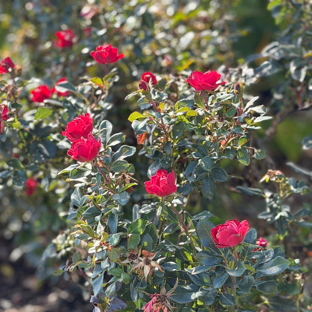 Petite Knock Out® Minature Rose